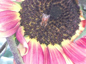 bee in sunflower